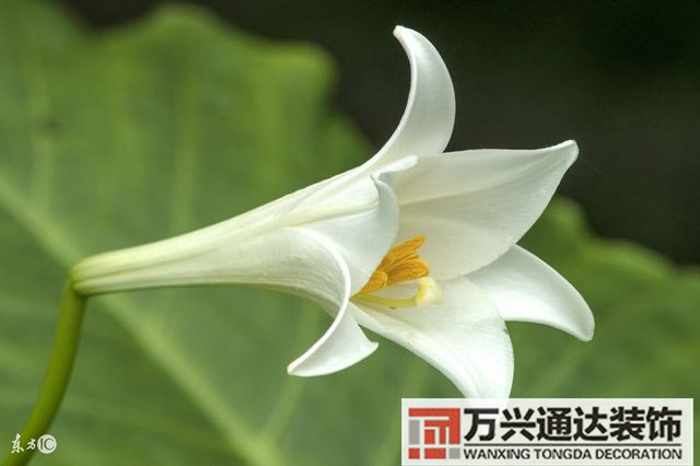 風(fēng)水異性緣女生增加異性緣的風(fēng)水