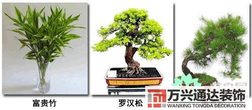 養花風水禁忌室內養花與擺放風水禁忌